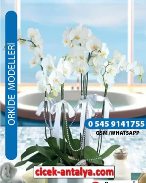 AŞKIMA İNCİLERLE 5 DAL BEYAZ ORKİDE ÜRÜN KODU OK04