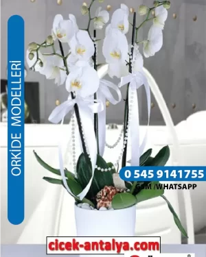 PHALAENOPSİS BEYAZ ORKİDE ÜRÜN KODU OK02