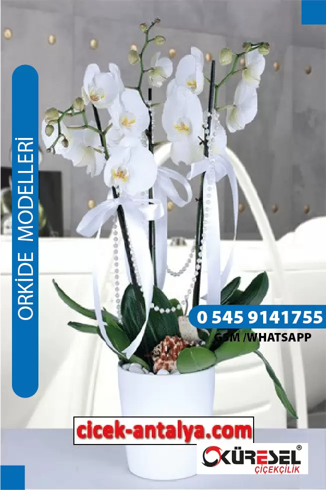 PHALAENOPSİS BEYAZ ORKİDE ÜRÜN KODU OK02 – Antalya Çiçekçi