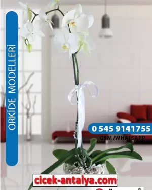 PHALAENOPSİS ORKİDE ÜRÜN KODU OK03