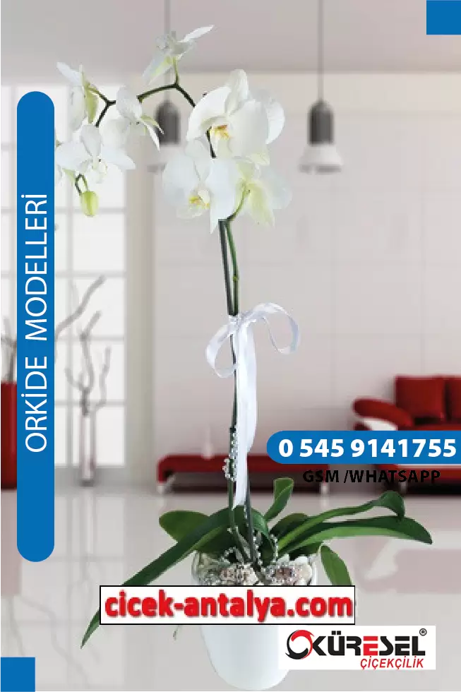 PHALAENOPSİS ORKİDE ÜRÜN KODU OK03 – Antalya Çiçekçi