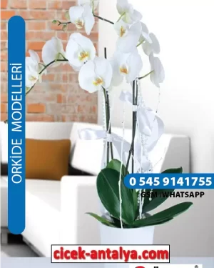 VAZODA PHALAENOPSİS BEYAZ ORKİDE ÜRÜN KODU OK01