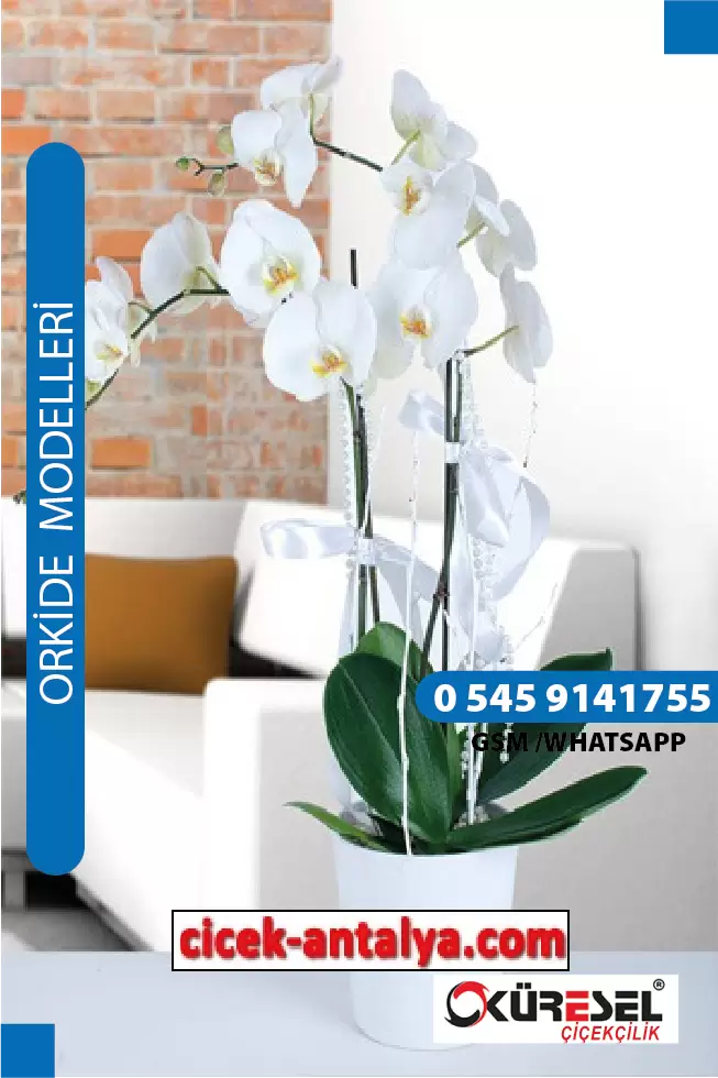 VAZODA PHALAENOPSİS BEYAZ ORKİDE ÜRÜN KODU OK01 – Antalya Çiçekçi